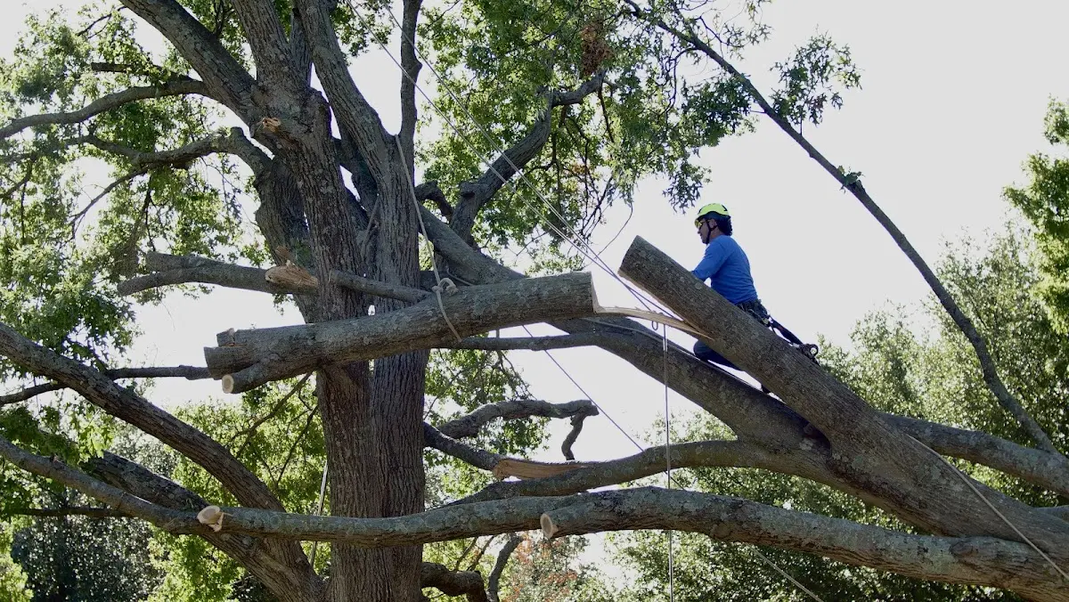 Professional Crown Thinning performed by certified arborists in Tijeras