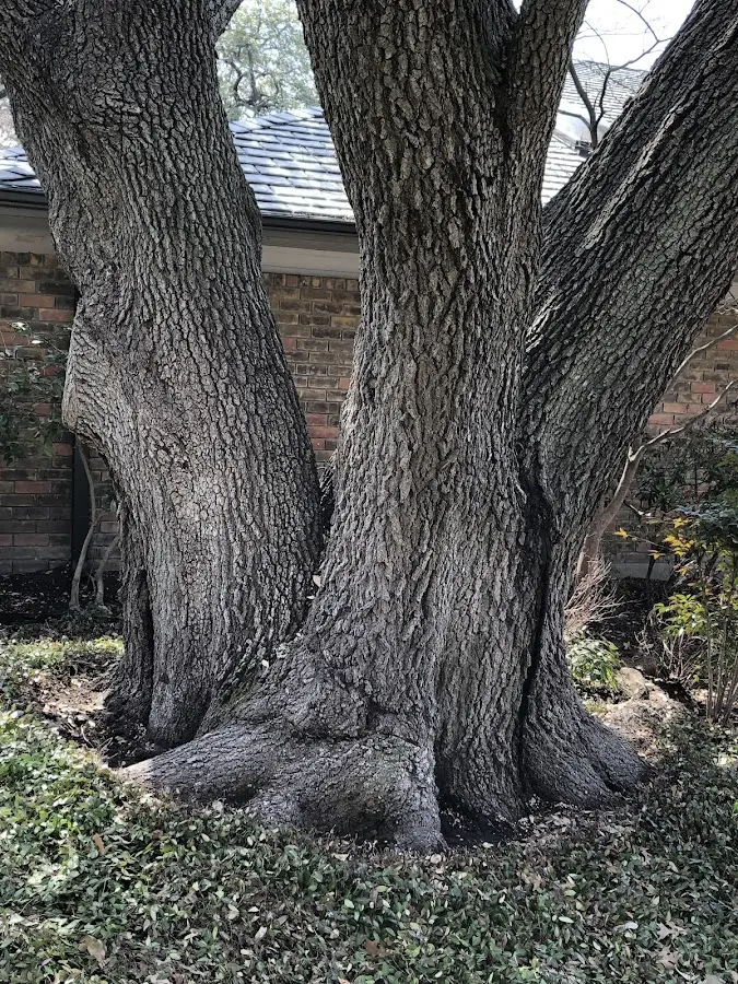 Mature heritage tree close to a Tijeras property cared for by certified arborists